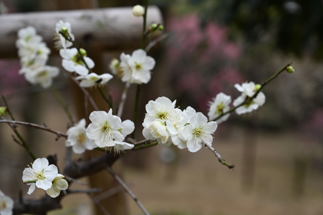 岡本梅林公園